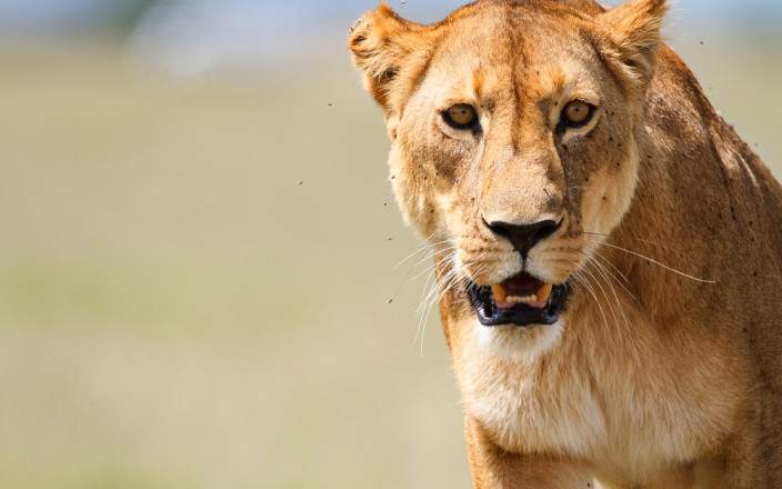 Serengeti National Park