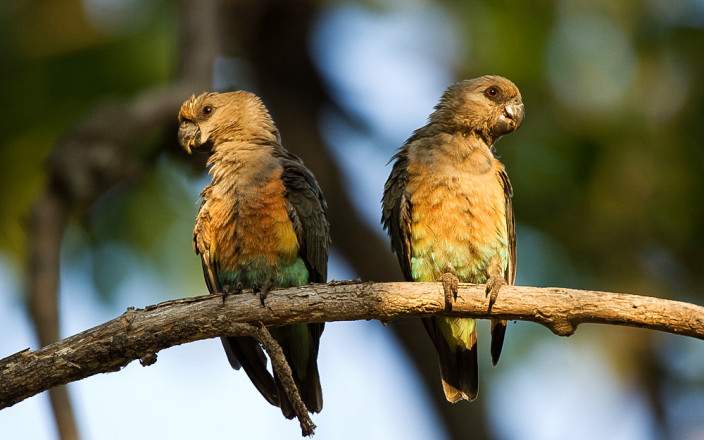 Tarangire National Park